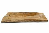 Polished Rip-Cut Petrified Wood Dish - Madagascar #339447-1